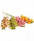 Орхидея Цимбидиум 1 шт